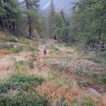 bosco sotto il wairasee