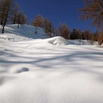 il bosco