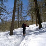 nel bosco