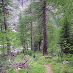 tra i larici secolari