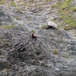 camoscio nel canalone