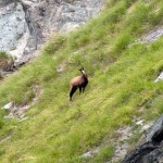 camoscio sopra il casotto