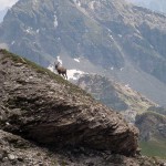 stambecco sull'itinerario