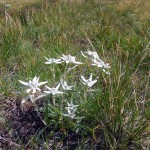 stelle alpine