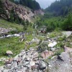 fuori dal bosco