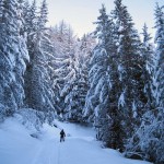 nel bosco