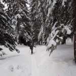nel bosco ripido