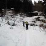 verso il bosco