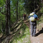 nel bosco di conifere