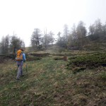 pianetto fuori dal bosco