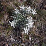 stelle alpine