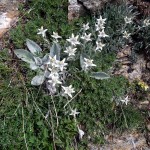 stelle alpine