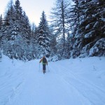 nel bosco