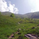 fuori dal bosco