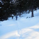 bel bosco