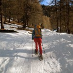 nel bosco