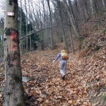 bosco iniziale