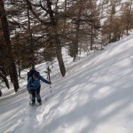 pendio-nel-rado-bosco