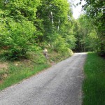 deviazione-dalla-strada