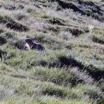 marmotta
