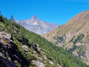 grivola