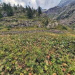 ruderi-di-gordze