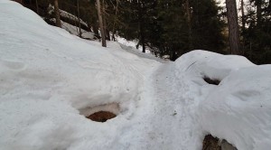 nel-bosco