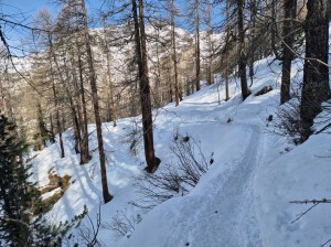 nel-bosco