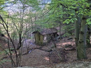 boreina-inf