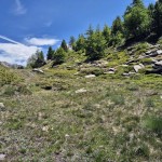 verso-il-boschetto verso-il-boschetto